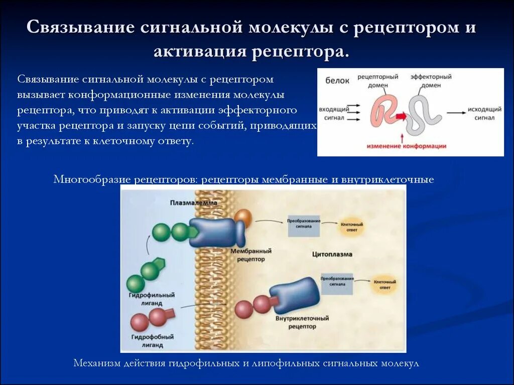 Сигнальный мембранный белок. Сигнальная функция белка. Сигнальный мембранный белок. Сигнальный мембранный белок. Сигнальнаяая функция белков.