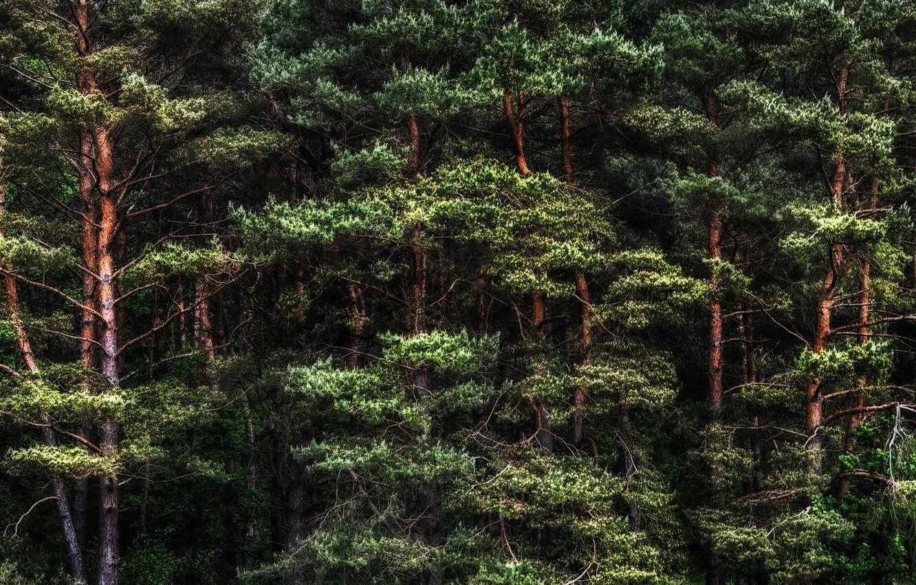 Цвет хвойный лес. Сосновый Бор HDRI. Сосновый лес. Хвойный лес. Еловый лес.