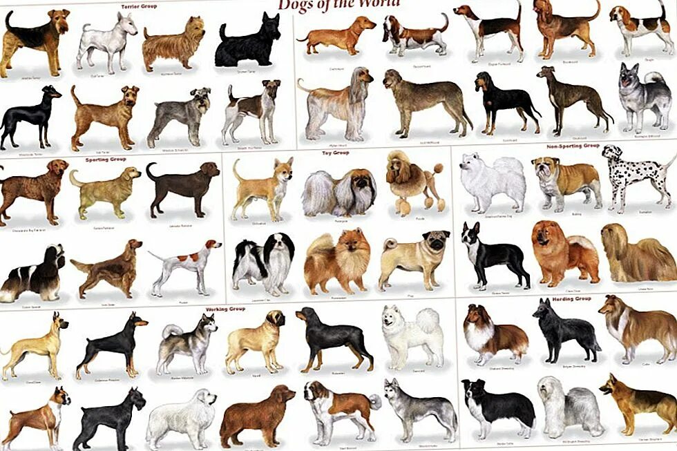 Модные породы собак. Маленькие и средние породы собак. Самые популярные породы собак. Породы собак среднего размера для квартиры.