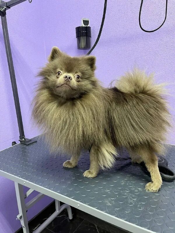 Пушистый рай бабушкино где находиться салон для собак. Пушистый рай дата выхода серий. Пушистый рай чита. Пушистый рай дата выхода серий. Пушистый рай дата выхода серий.