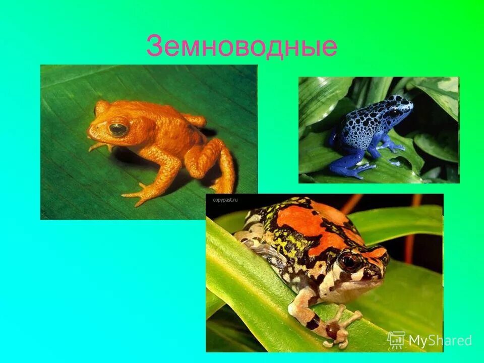 земноводные контрольная работа. биология 7 класс земноводные тесты с ответами. тест по теме пресмыкающиеся 7 класс биология с ответами. название земноводных. тест по биологии 7 класс земноводные или амфибии.