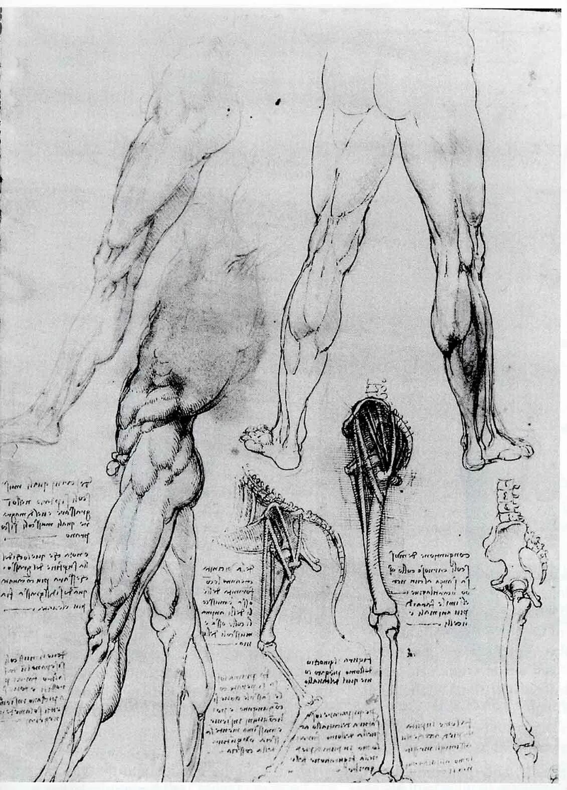 Леонардо да Винчи anatomical studies. Анатомические зарисовки Леонардо да Винчи. Анатомические рисунки Леонардо да Винчи. Леонардо да Винчи анатомия лошади. Тело возрождение