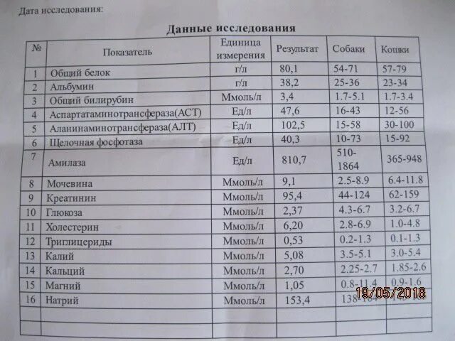 Показатели крови у кошек расшифровка норма таблица Биохимический анализ крови у собак расшифровка 58 фото