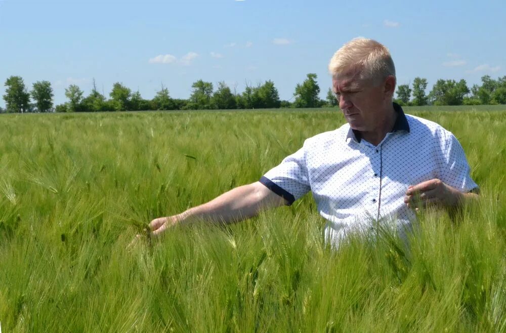 Погода в селекционном. Чишминский селекционный центр. Репродукция семян зерновых. День сельского хозяйства серебряные пруды. Погода в селекционном.