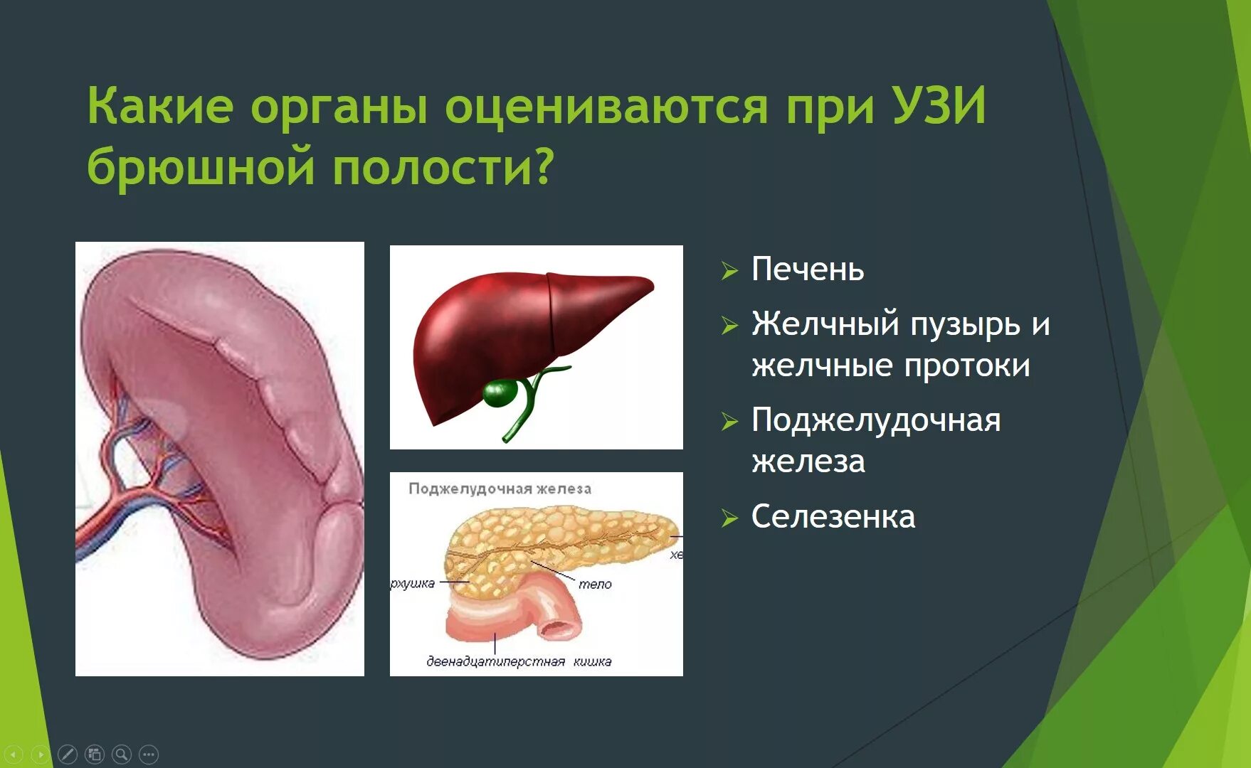 Сократительная функция желчного пузыря. УЗИ органов брюшной полости что входит. Исследование печени и желчного пузыря. Желчный пузырь и поджелудочная железа. Селезенка поджелудочная железа желчный пузырь.