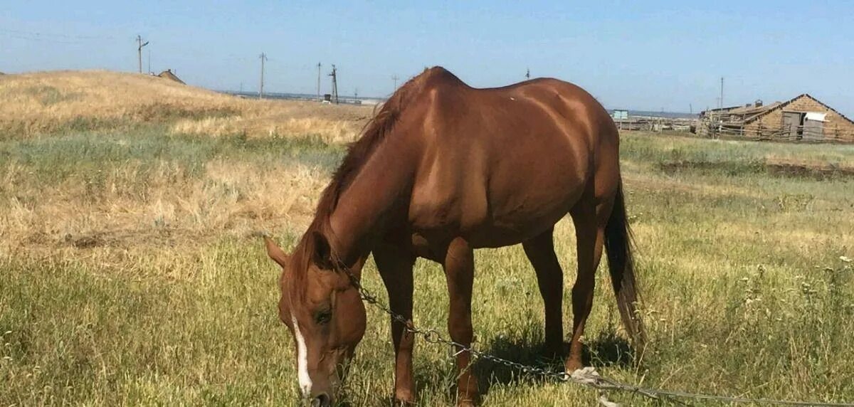 Животные Орловской области. Объявление о продаже лошадей в Курской области. ООО роща Саратовская область продажа лошадей. Авито купить лошадь город Ливны Орловской области без посредников.