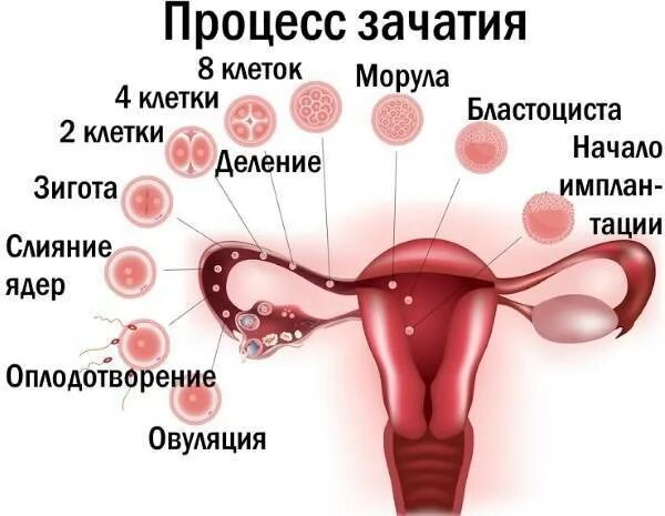 Процесс зачатия. Зачатие у человека. Процесс зачатия и оплодотворения. Процесс зачатия в картинках.