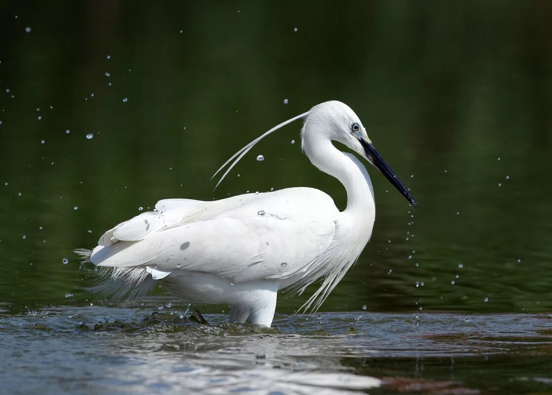 цапля белая виды. капли для цапли. капля цапля. хоть мала я но взгляни весь мир в себе. серая цапля япония.