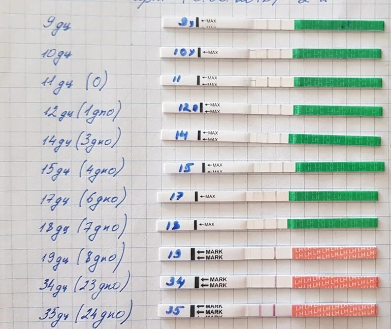Тест после овуляции. Тест на беременность по дням цикла. Тест на овуляцию и беременность. Тест на овуляцию 12 день цикла. Овуляция при приеме кок