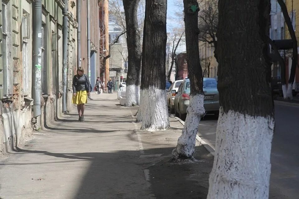 Почему в апреле. Апрель в Иркутске. Тополь Иркутск. Иркутск в апреле фото. Обрубленные тополя Екатеринбург.