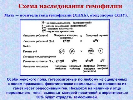 Здоровая женщина отец которой страдал гемофилией