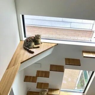 Кот в частный дом