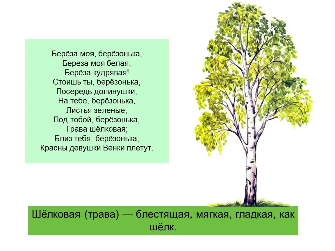 Березка перевод. Берёза моя берёзонька берёза моя. Стих Березка. Стихи и рассказы о Березе. Стих о берёзе небольшой.