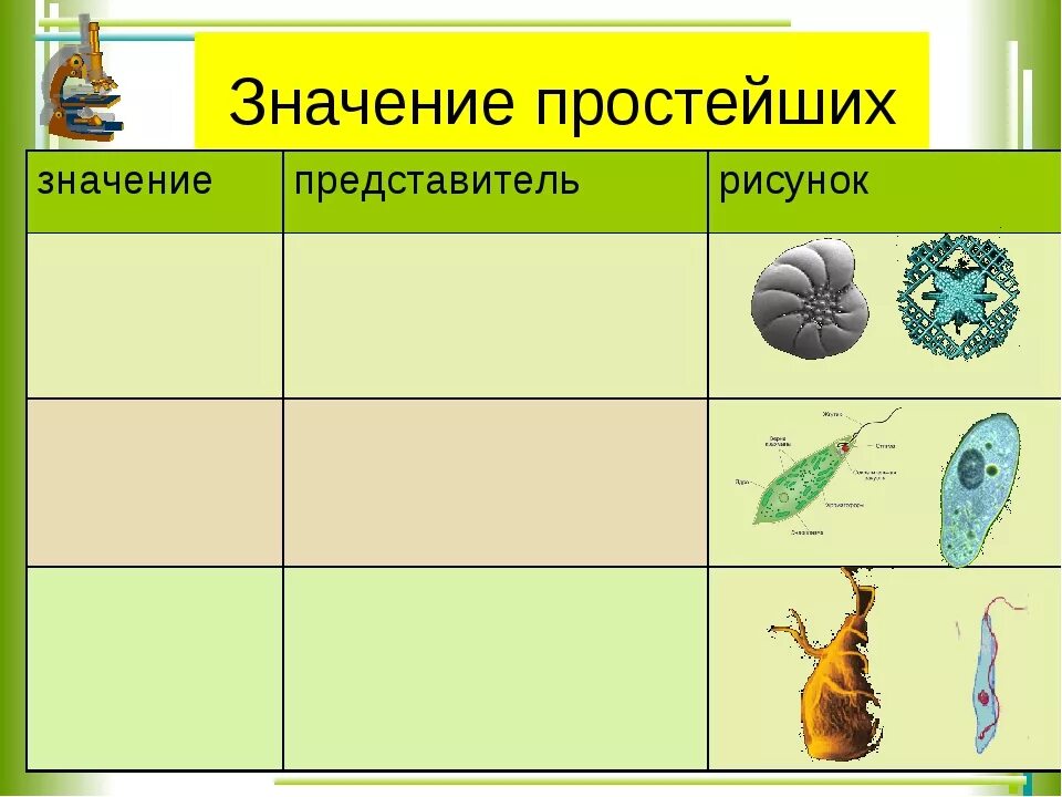 Роль простейших в природе. Значение простейших таблица. Значение простейших биология. Простейшие в природе и жизни человека. Основные группы простейших