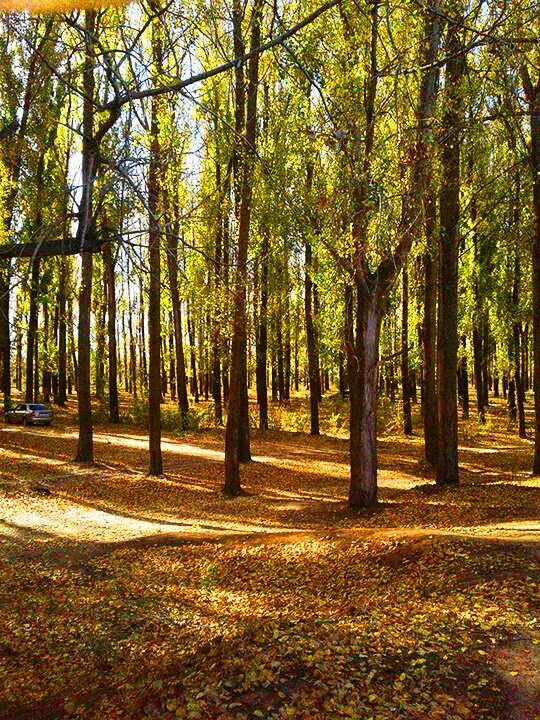 тополиная роща астрахань база отдыха. тополиная роща астрахань. астрахань тополиная роща вал. тополиная роща астрахань. район тополиная роща астрахань.