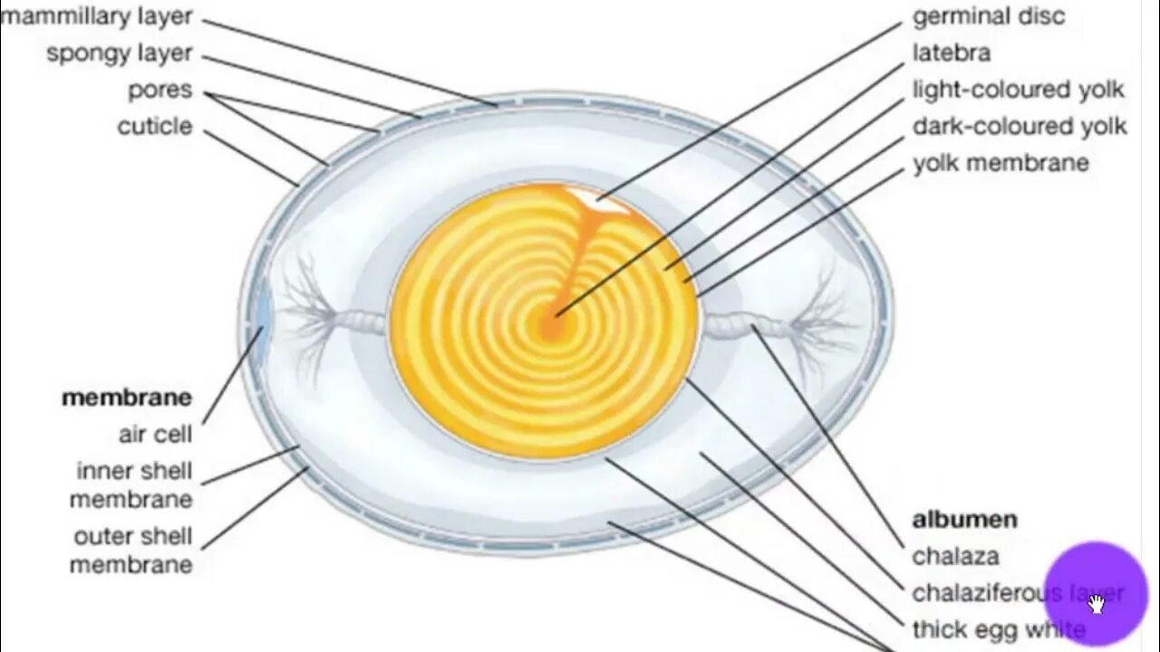 Яйцо 1 клетка. Яйцо это одна клетка. Строение яйца кутикула. Клетка куриного яйца. Строение яйца амниот.