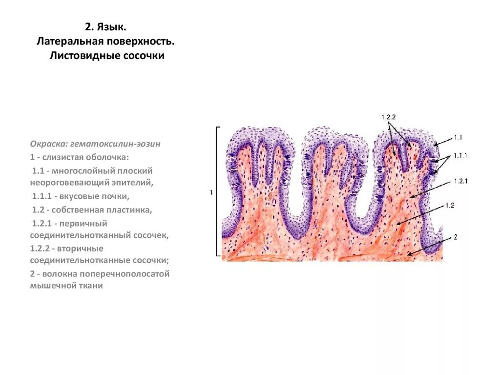 Люнд слизистой оболочки. Листовидные сосочки языка препарат. Листовидный сосочек языка гистология. Листовидные сосочки языка кролика гистология. Листовидные сосочки языка гистология рисунок.