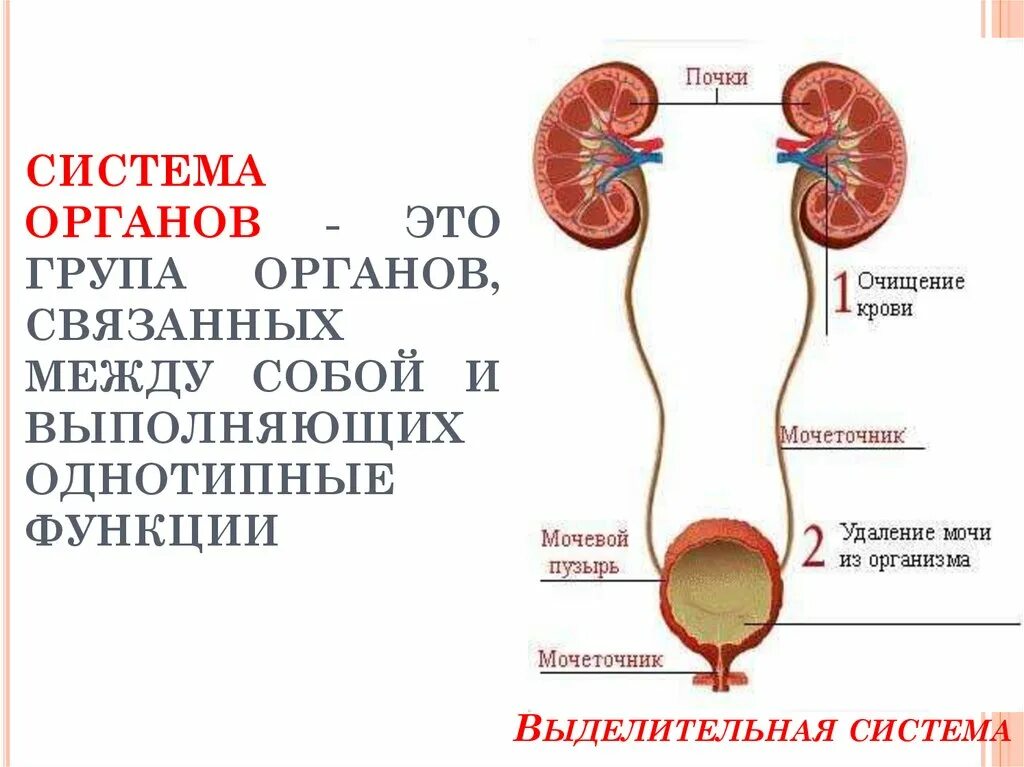 Системы органов. Система органов определение. Систера органов. Системы органов это связанных. В которых любому органу будет