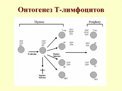 Этап т