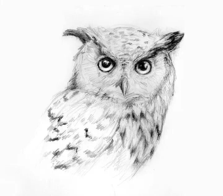 Рисуем сову карандашом. Рисование совы карандашом. Сова рисунок. Сова рисунок для срисовки легкие. Сова рисунок.