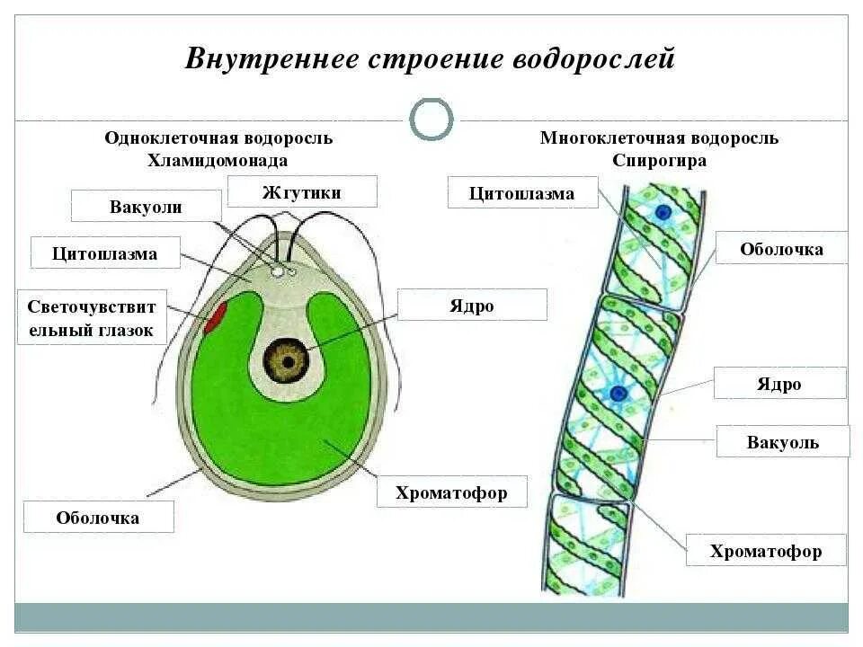 Назовите одноклеточные водоросли. Водоросли строение водорослей хламидомонада. Водоросли строение многоклеточных зеленых водорослей. Многоклеточные водоросли строение клетки. Строение многоклеточных зеленых водорослей.