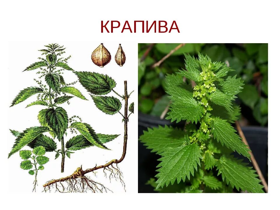 Крапива имя