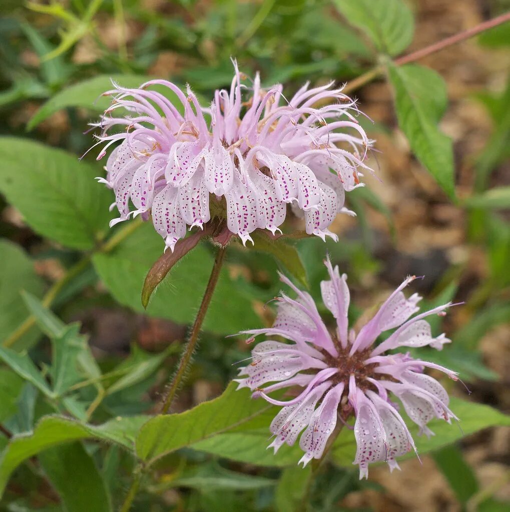 Монарда. Monarda bradburiana. Монарда дудчатая. Monarda clinopodia.