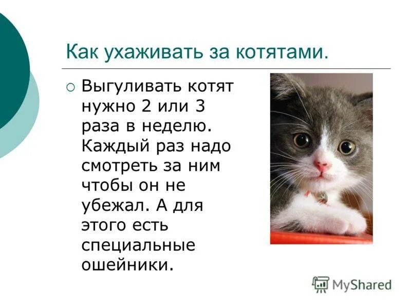 Котенку месяц как ухаживать. Как ухаживать за ктеанктой. Как ухаживать за котенком. Как ухаживать за котиками. Как ухаживатьь за котёнком.