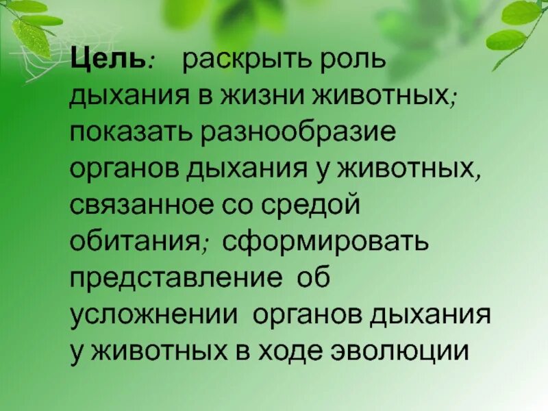 Растения младших школьников