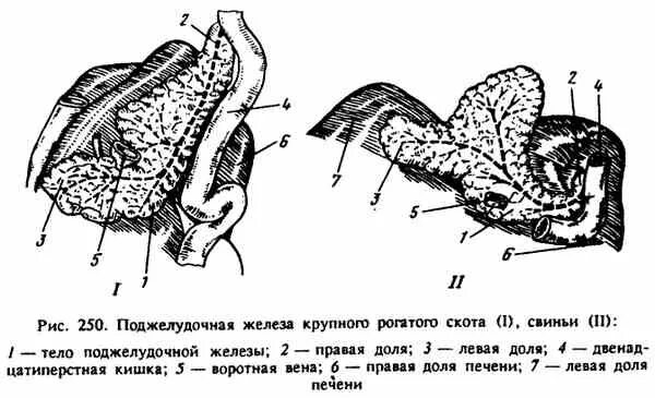 Строение поджелудочной железы коровы. Строение поджелудочной железы КРС. Строение поджелудочной железы животных. Поджелудочная железа коровы анатомия. Поджелудочная железа свиньи