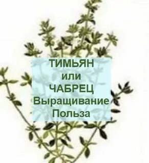 Чабрец польза и вред для здоровья трава