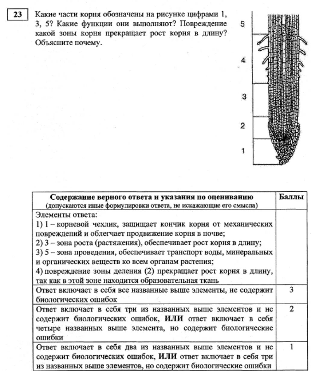 Строение зоны корня рисунок. Зоны корня 5 класс биология. Зоны корня 7 класс биология. Зоны корня 6 класс биология Пасечник. Зоны корня рисунок с обозначениями 6 класс.