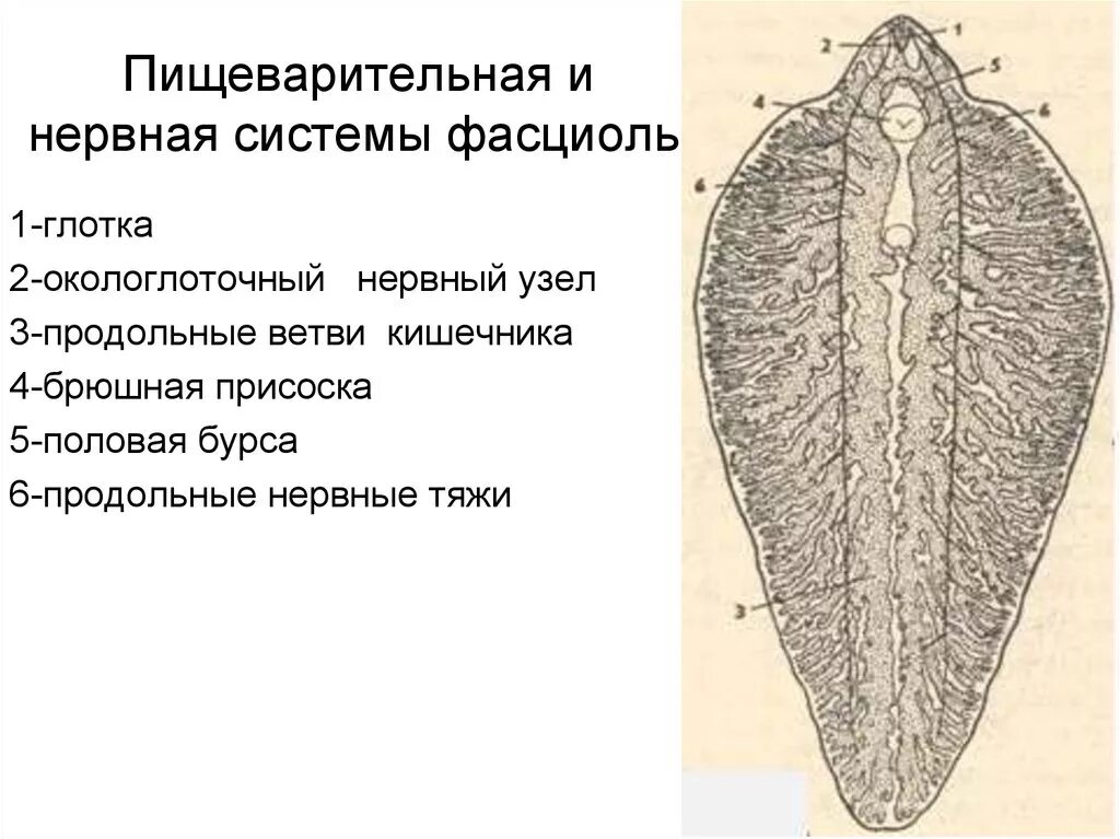 Пищеварительная система печеночного сосальщика. Строение пищеварительной системы печеночного сосальщика. Строение нервной системы печеночного сосальщика. Выделительная система фасциолы.