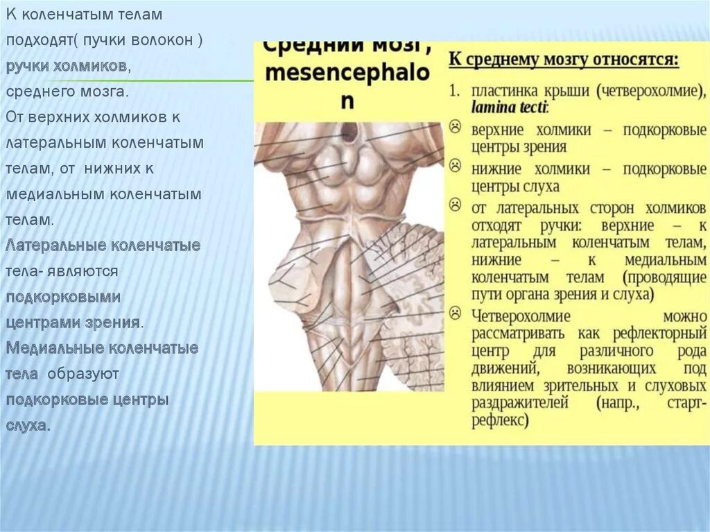 Коленчатые тела мозга. Коленчатые тела анатомия. Ручки нижних холмиков среднего мозга. Коленчатое тело среднего мозга. Медиальные коленчатые тела среднего мозга.