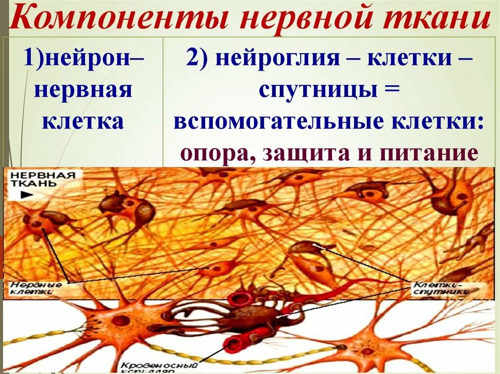 Нервная ткань Нейроны и нейроглия. Нервная ткань строение нейрона. Нервные клетки нервной ткани строение. Нервная ткань строение и функции.