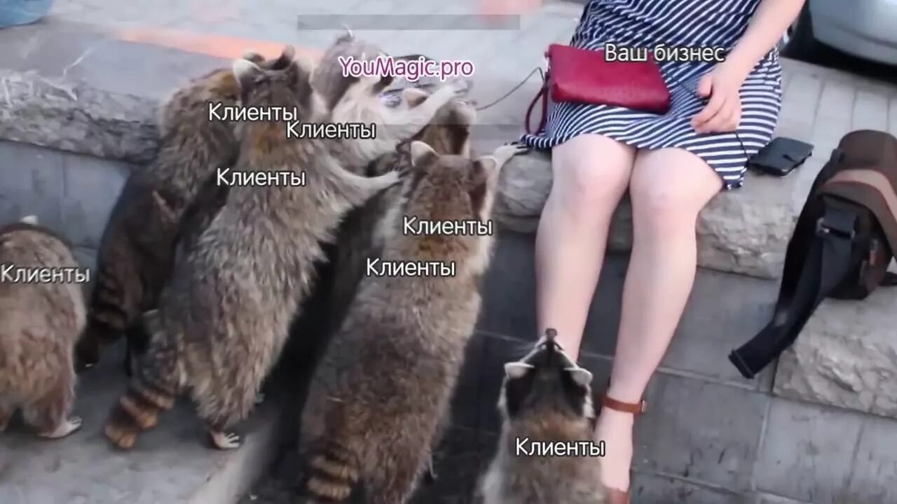 Как достать волосатую сайтам из енота. Как достать волосатую сайтам из енота