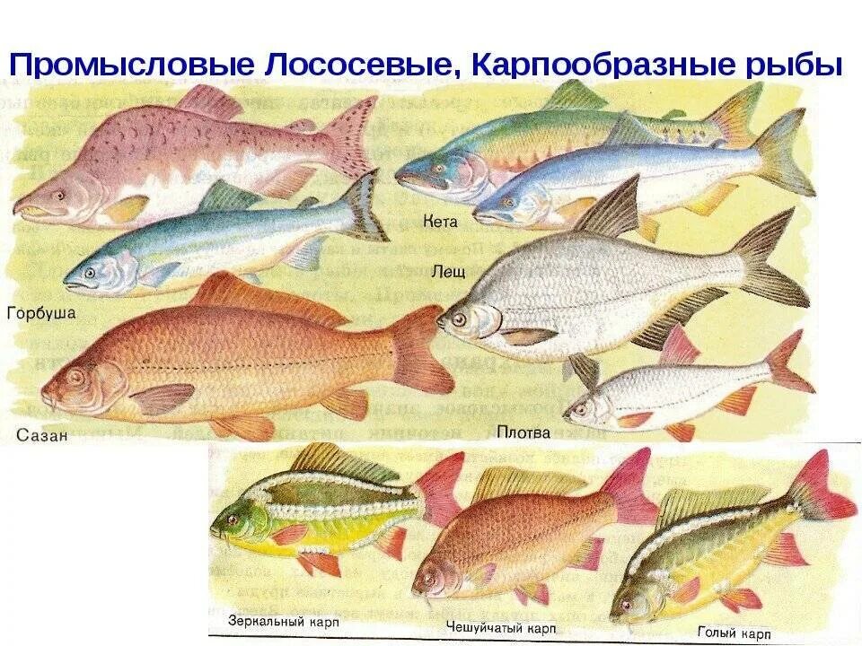 Промысловые группы рыб. Промысловые Карпообразные рыбы. Отряд Карпообразные рыбы. Название промысловых морских рыб. Ценные промысловые рыбы.