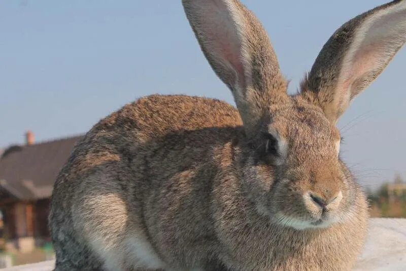 Кролики великаны фландр. Бельгийский фландр кролик. Бельгийский великан фландр. Фландер. Крольчата фландр.