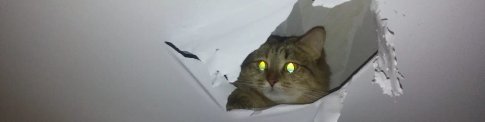 Могут ли мыши прогрызть потолок. Коты и натяжные потолки. кошка в подвесном потолке. натяжной потолок с котиком.
