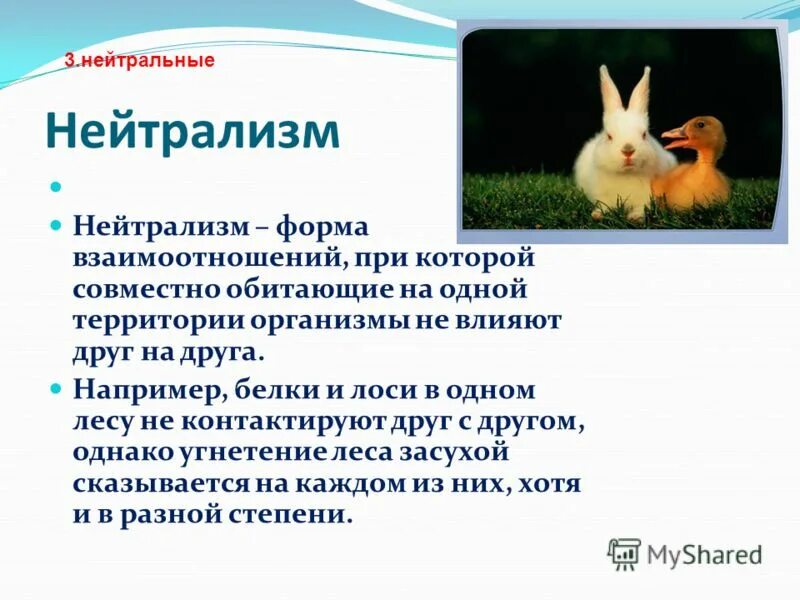 полезно нейтральные взаимоотношения. вредно нейтральные отношения примеры. нейтрализм взаимоотношения. симбиоз. рыба горчак квартиранство.