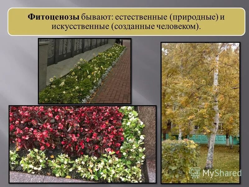 синузии. почвенный биоценоз. искусственные фитоценозы. искусственные фитоценозы. экологический состав фитоценозов.