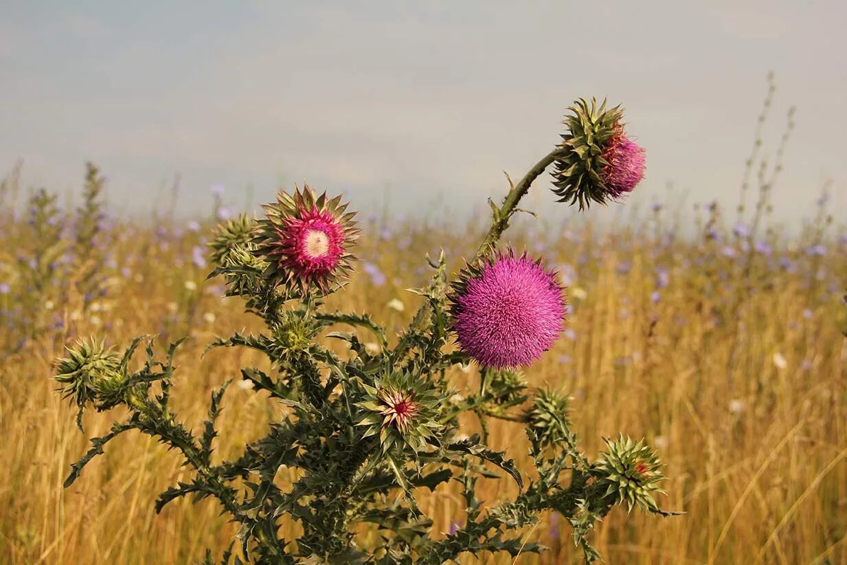Чертополох мелкоголовчатый. Расторопша медонос. Татарник чертополох. Расторопша чертополох татарник. Расторопша татарник артишок.
