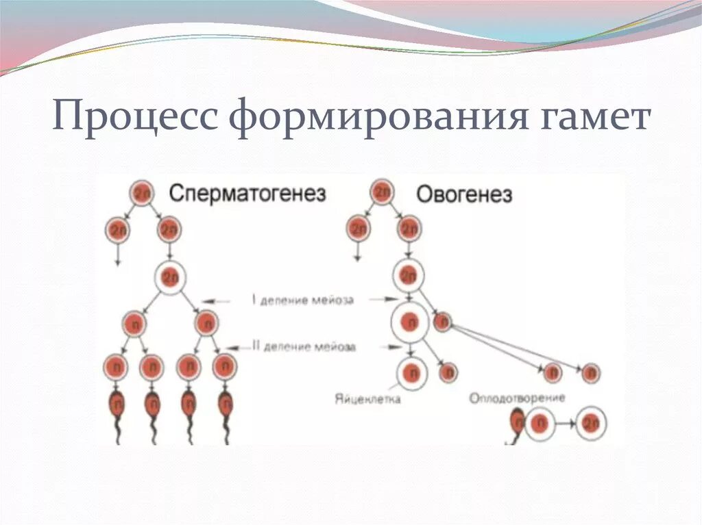 Развитие мужских гамет