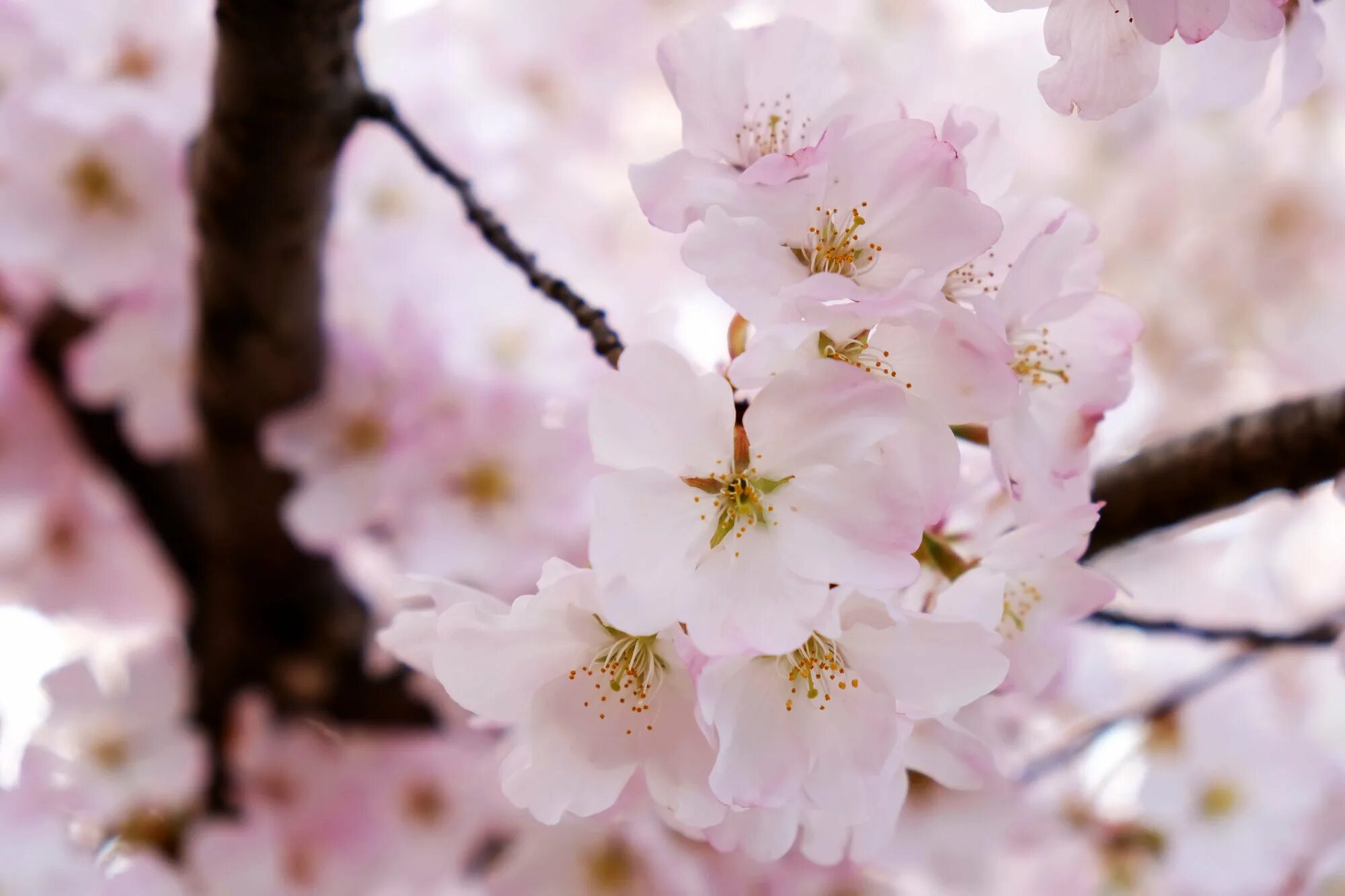 Hanami Cherry Blossom. Китайская вишня цветы. April Bloom. Blossom example.