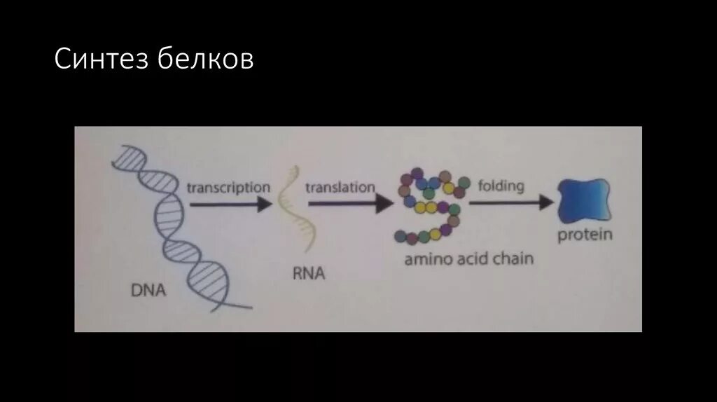 Синтез белка витамины. Синтез белка. Синтез белков. Синтез белка формула. Формула биосинтеза белка.