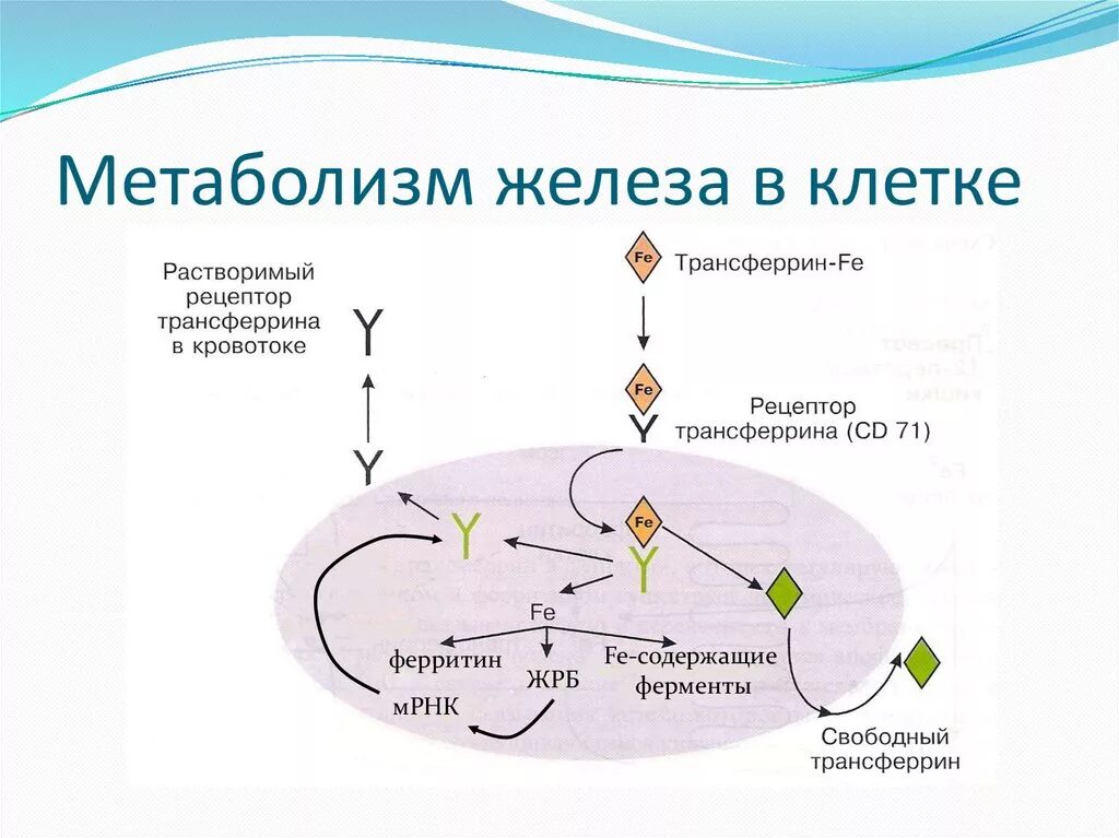 Транспорт железа биохимия. Регуляция синтеза трансферрина. Растворимые рецепторы к трансферрину. Растворимый рецептор трансферрина (stfr) — это. Рецепторы к трансферрину.