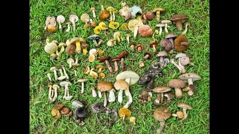 Collecting mushrooms