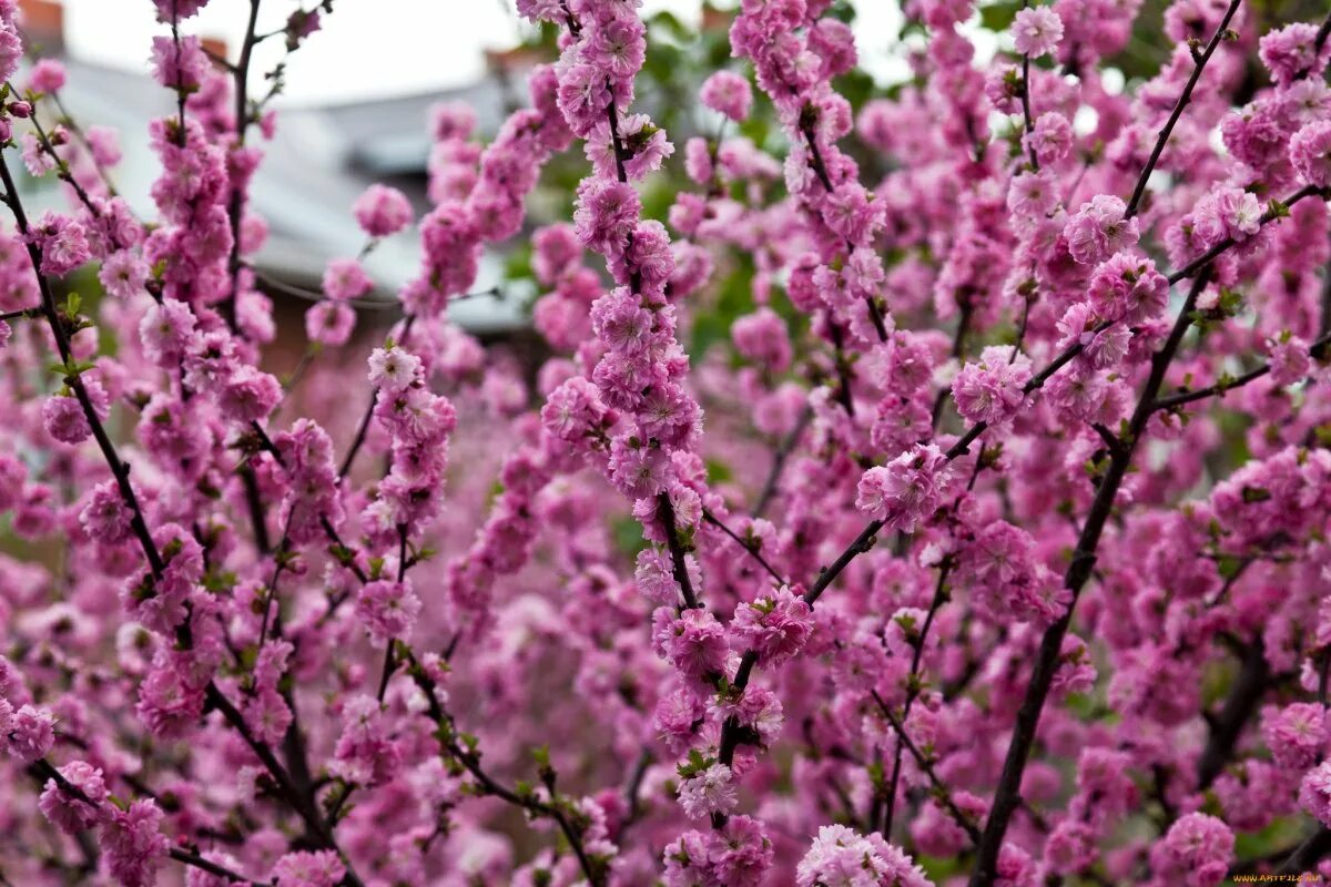 Кустарники цветущие весной. Розовый кустарник. Розовый кустарник Цветущий. Кусты цветущие весной. Розовые цветущие кустарники весной