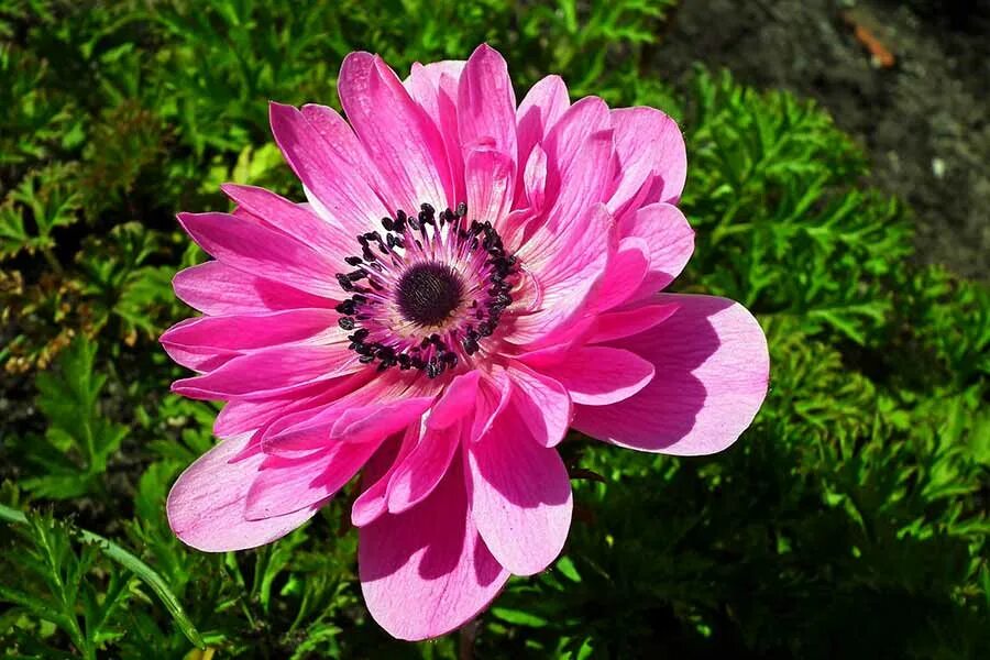 Анемоны цветы выращивание в открытом грунте. Анемона корончатая (Anemone coronaria). Анемон ветреница. Ветреница корончатая. Анемона гибридная.