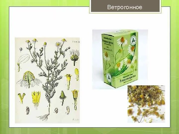 Фенхель в лекарственных препаратах. Сбор из валерианы, фенхеля и мяты. Ветрогонные средства препараты. Средство применяемое при метеоризме. Ветрогонное.